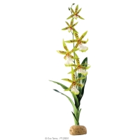 Exo Terra Rainforest Ground Plants - Spider Orchid ca. 45cm hoch