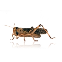 Wanderheuschrecken Gross - 9-10 in der Dose - Futterinsekten / Reptilienfutter