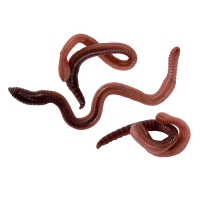 Tauwürmer ca. 10 Stück in Styroporverpackung