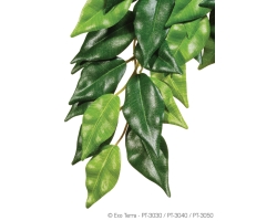 Fikus - Hängende Regenwaldpflanzen