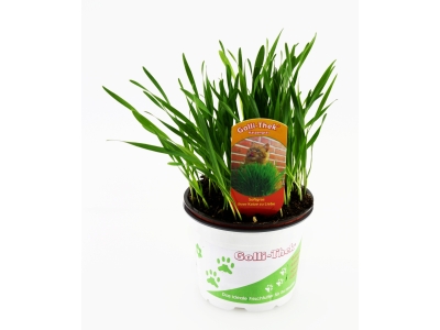 Katzengras soft Futterpflanze - Weizengras - Futterweizen - Triticum