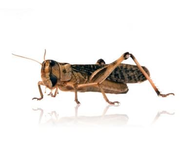 Wanderheuschrecken geflügelt 500 Stück - Futterinsekten / Reptilienfutter