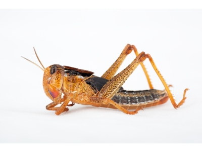 Wanderheuschrecken klein 20 Stück in der Dose - Futterinsekten / Reptilienfutter