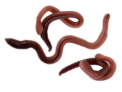 Würmer ( Dentrobena / Tauwurm)