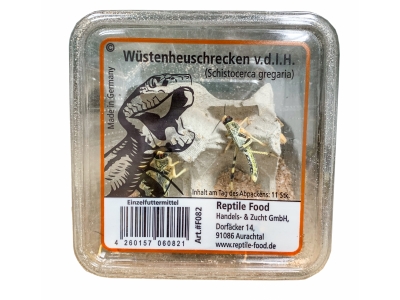 Wüstenheuschrecken Subadult 11-12 Stück in der Dose - Reptilienfutter / Futterinsekt