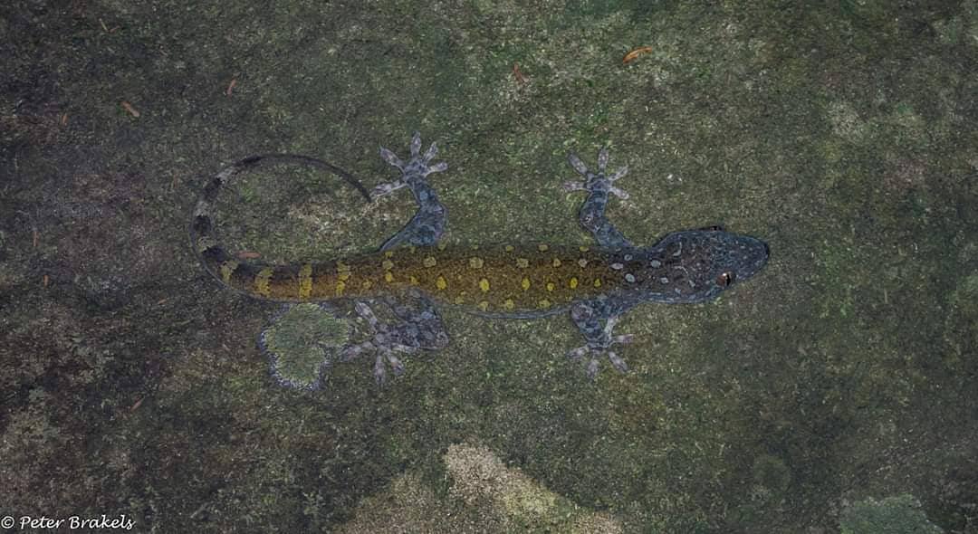 Laos Gecko