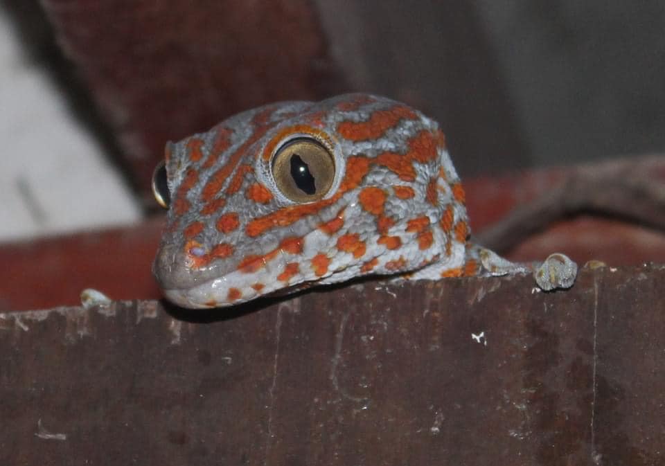 Laos Gecko
