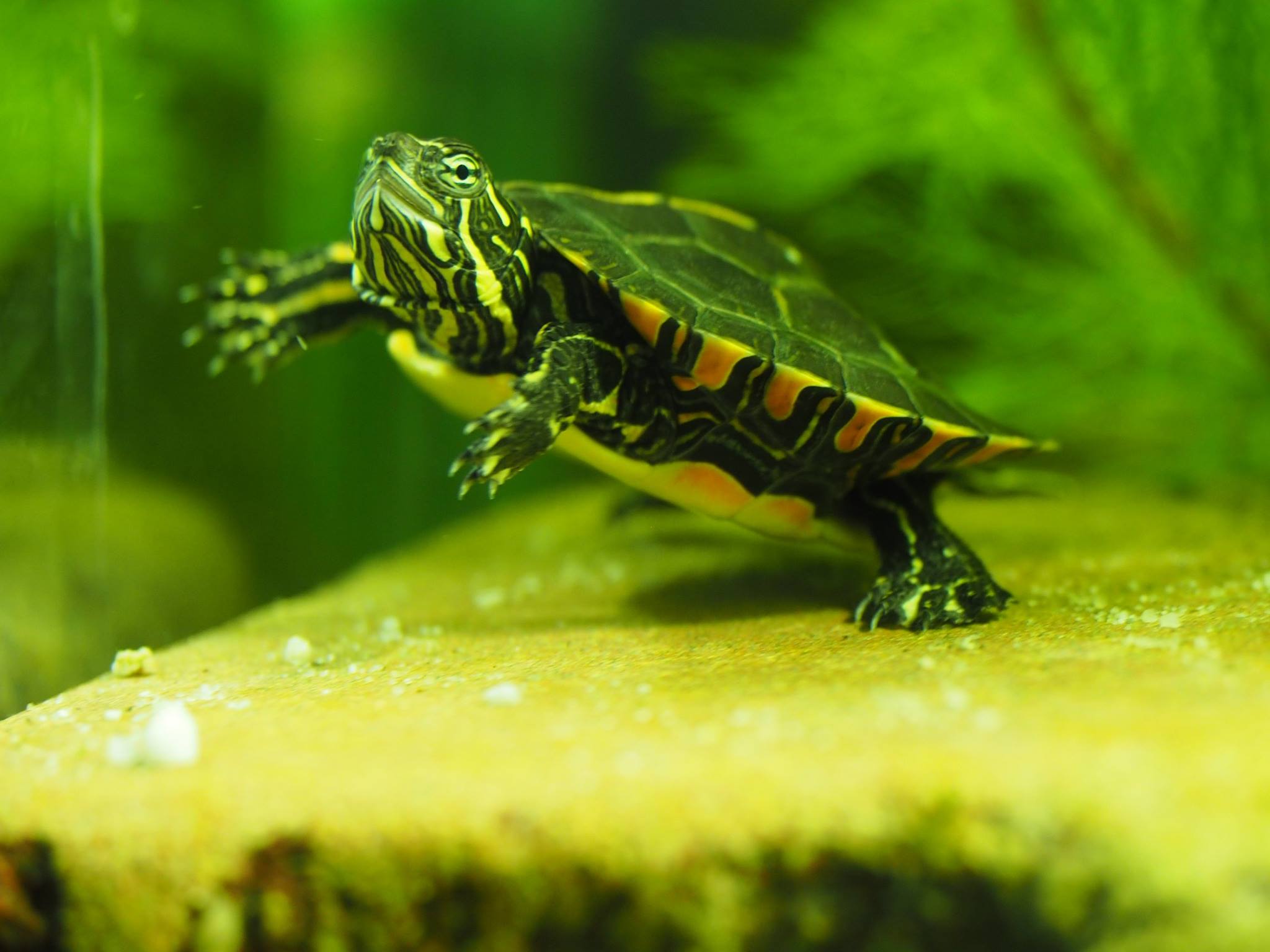 Rückenstreifen Zierschildkröte im Aquarium