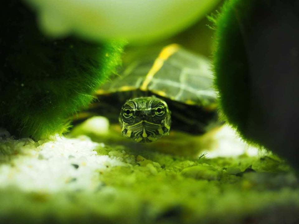 rückenstreifen zierschildkröte
