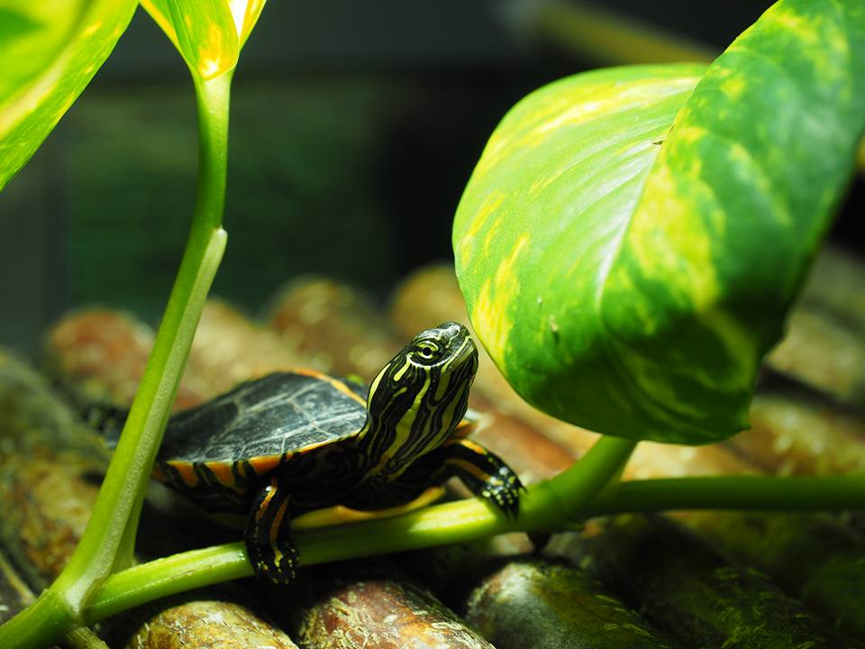 Rückenstreifen Zierschildkröte