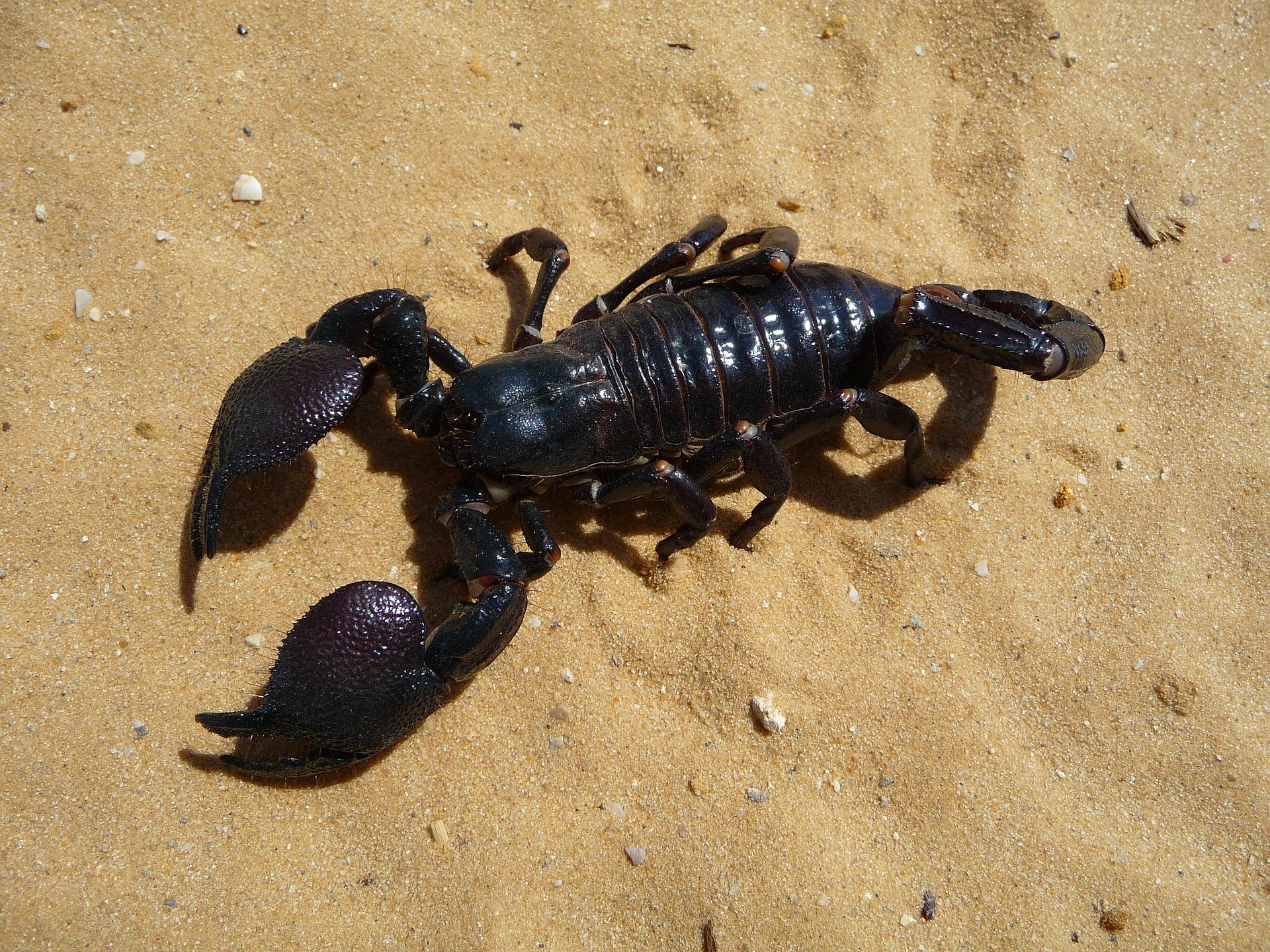 Skorpion im Sand