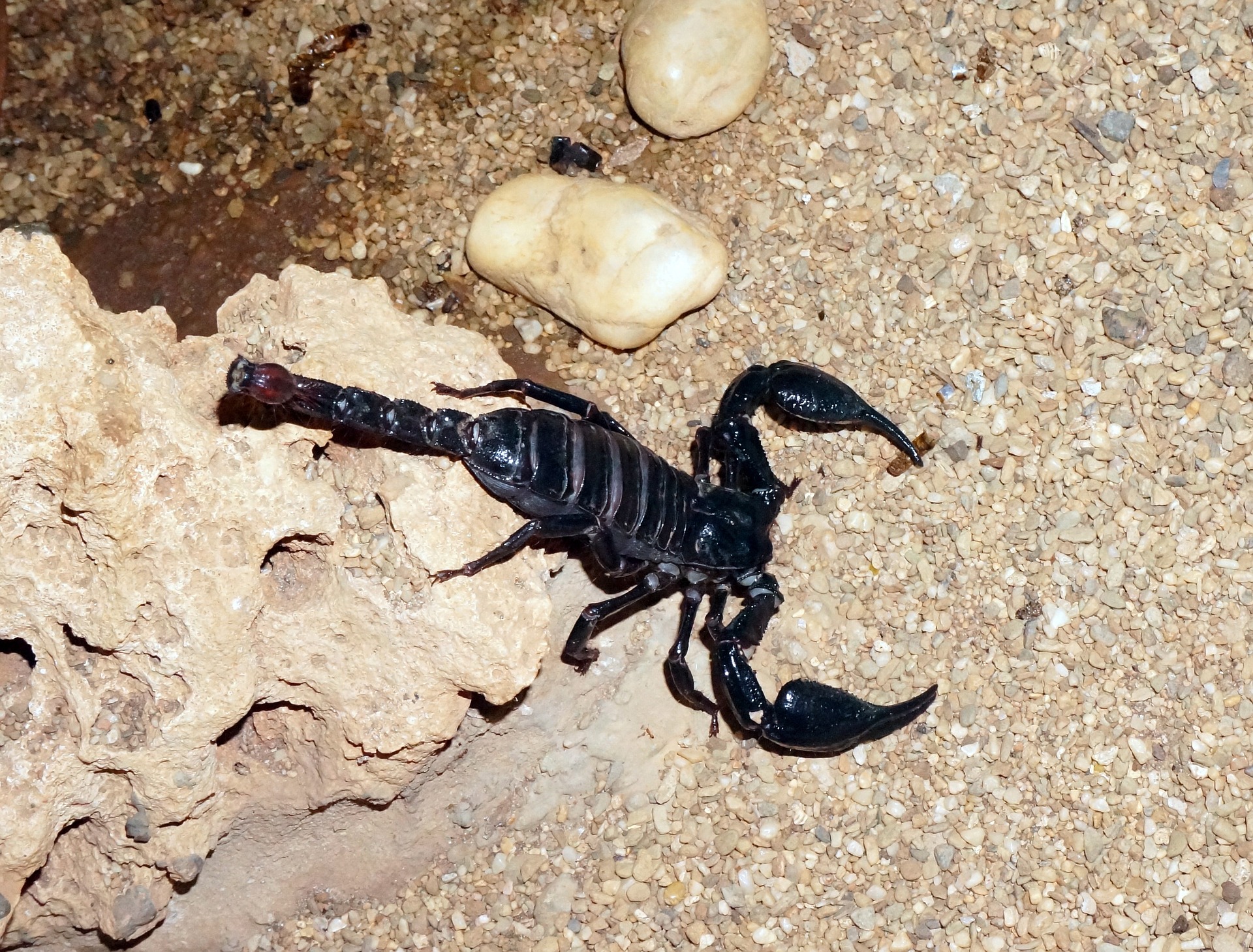 Skorpion im Terrarium