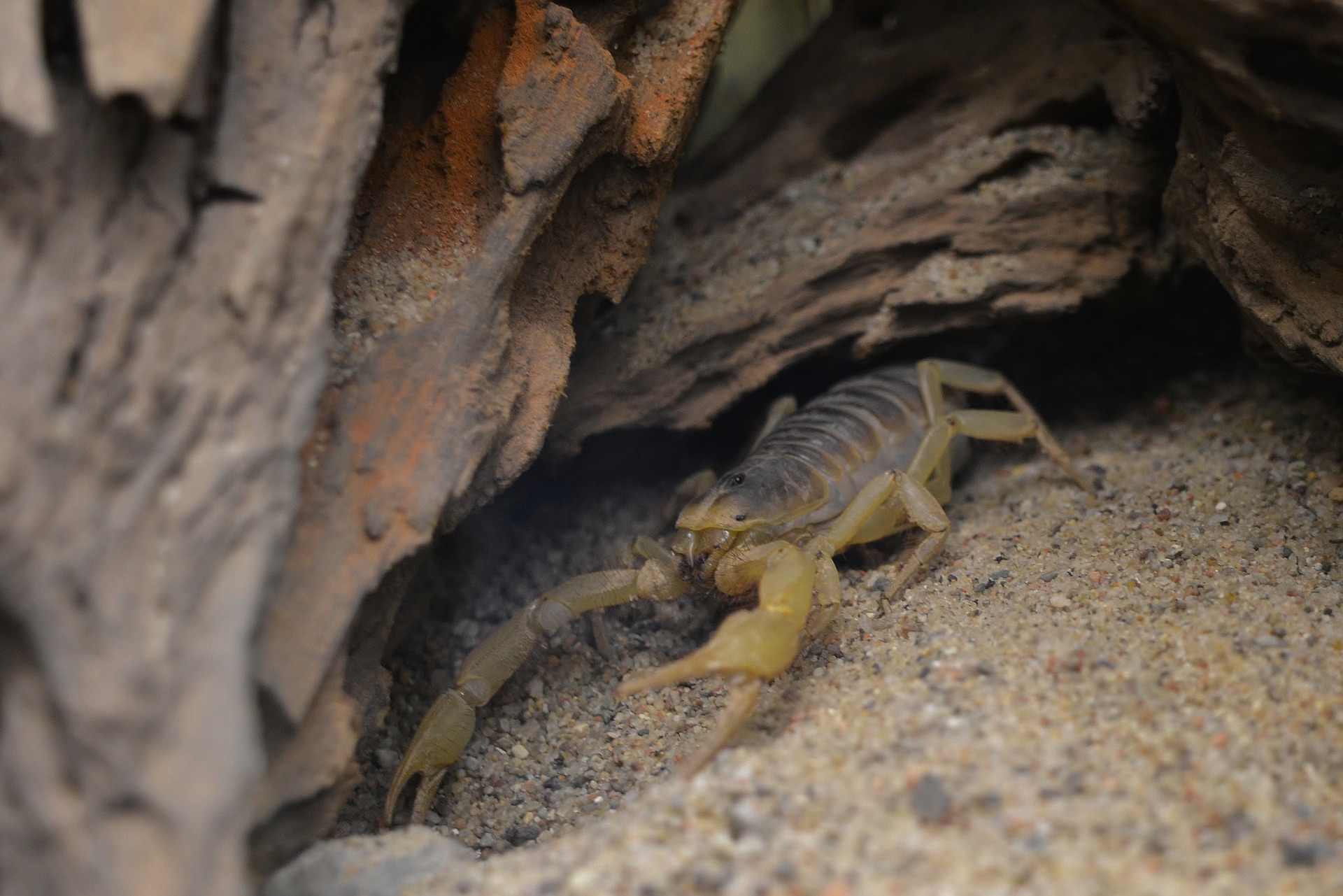 Skorpion im Versteck