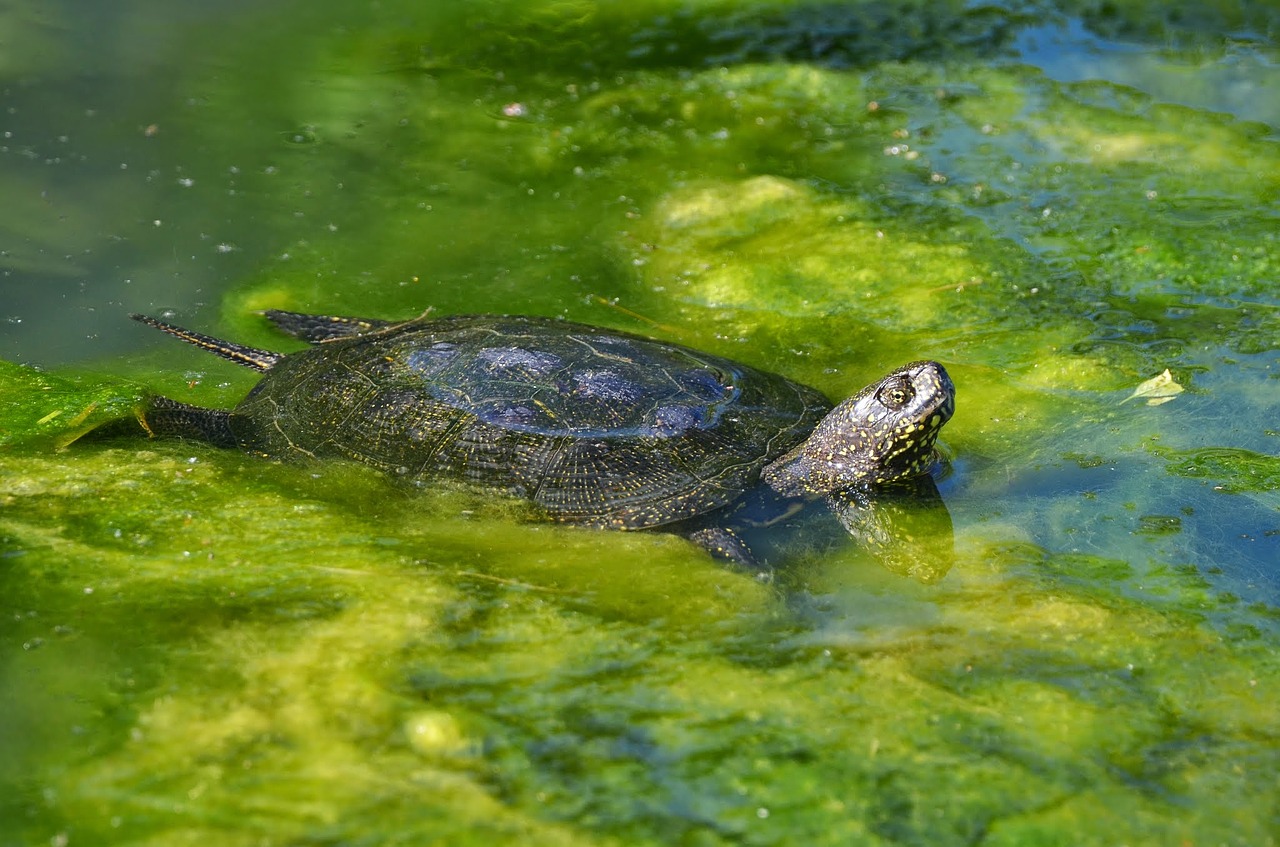 Europäische Sumpfschildkröte Haltung im Terrarium