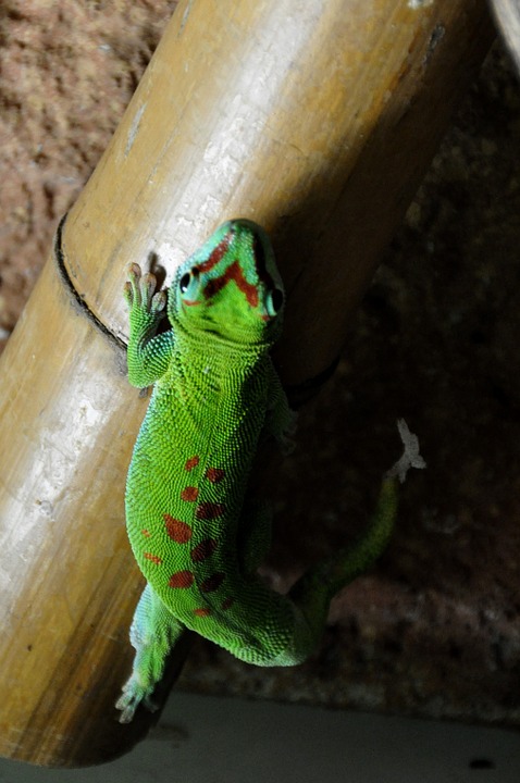 Großer Madagaskar Taggecko