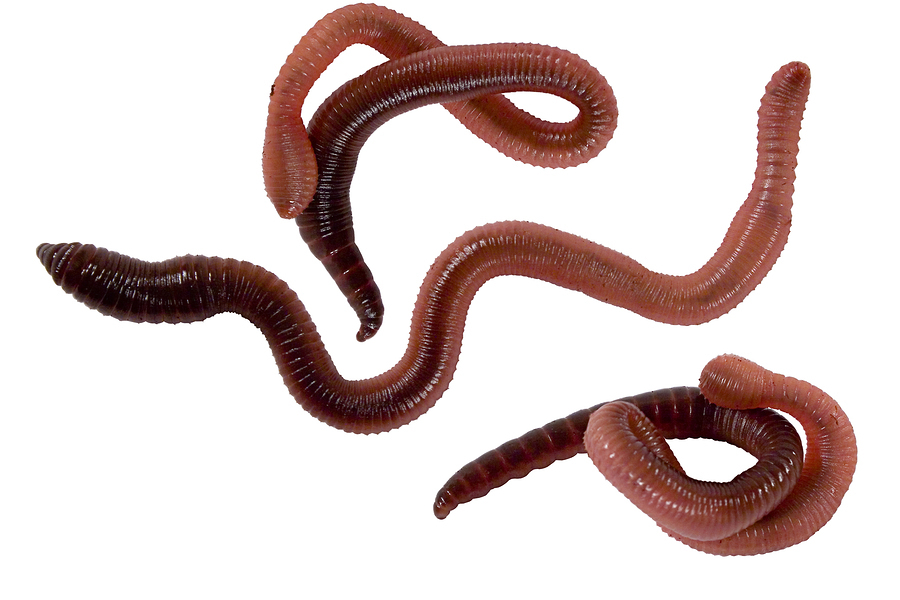Futter Erde Würmer Rotwürmer Mini-Klein = 250 g pur Würmer Gratis Versand 